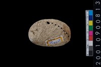 藏品(九孔螺)的圖片