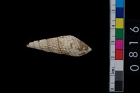 藏品(海捲)的圖片