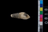 藏品(海捲)的圖片