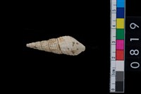 藏品(海捲)的圖片