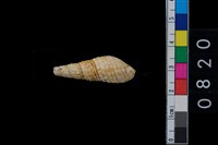 藏品(海捲)的圖片