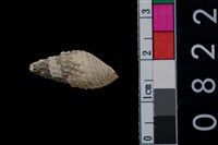 藏品(海捲)的圖片