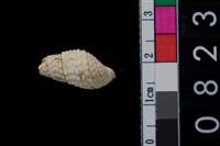 藏品(海捲)的圖片