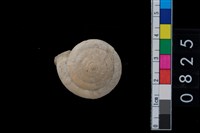 藏品(盾蝸牛)的圖片