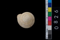 藏品(盾蝸牛)的圖片