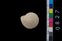 藏品(盾蝸牛)的圖片