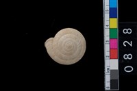 藏品(盾蝸牛)的圖片