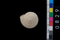 藏品(盾蝸牛)的圖片