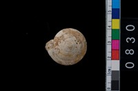 藏品(盾蝸牛)的圖片