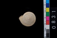 藏品(盾蝸牛)的圖片