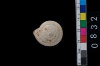 藏品(盾蝸牛)的圖片