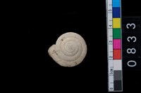 藏品(盾蝸牛)的圖片