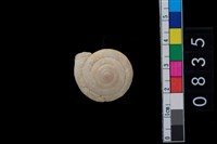 藏品(盾蝸牛)的圖片