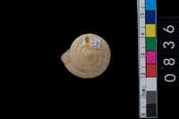 藏品(盾蝸牛)的圖片