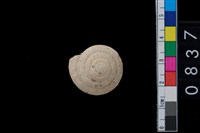 藏品(盾蝸牛)的圖片