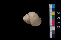 藏品(田螺)的圖片