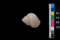 藏品(田螺)的圖片