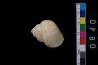 藏品(田螺)的圖片