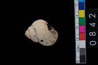 藏品(田螺)的圖片