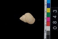 藏品(田螺)的圖片