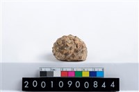 藏品(蠑螺)的圖片