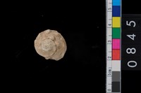 藏品(蠑螺)的圖片