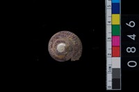 藏品(鐘螺)的圖片