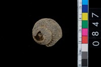 藏品(鐘螺)的圖片