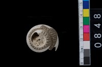 藏品(鐘螺)的圖片