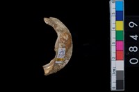 藏品(蛤)的圖片