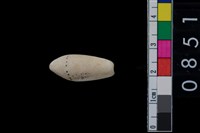 藏品(芋螺)的圖片