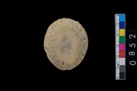 藏品(珊瑚)的圖片