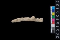 藏品(珊瑚)的圖片