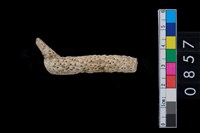 藏品(珊瑚)的圖片