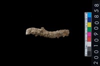 藏品(珊瑚)的圖片