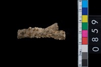 藏品(珊瑚)的圖片