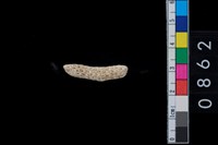 藏品(珊瑚)的圖片