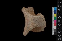 藏品(口把)的圖片