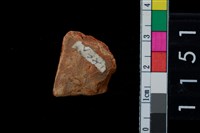 藏品(陶腹片)的圖片