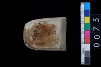 藏品(有段石錛)的圖片