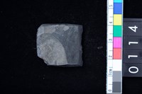 藏品(石錛)的圖片