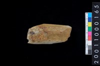 藏品(石錛)的圖片