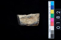 藏品(玉錛)的圖片