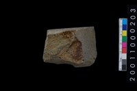 藏品(有段石錛)的圖片