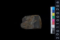 藏品(有段石錛)的圖片