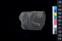 藏品(有段石錛)的圖片