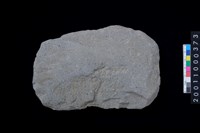 藏品(磨製石斧)的圖片