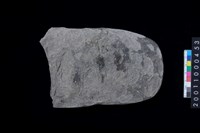 藏品(磨製石斧殘件)的圖片