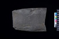 藏品(磨製石斧)的圖片