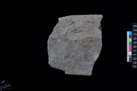 藏品(磨製石斧)的圖片